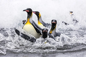 Porpoising Prints: South Georgia Island, Salisbury Plains. Group of king penguins emerge onto shore