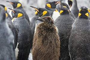 Images Dated 16th November 2015: South Georgia Island, Salisbury Plains. A juvenile king penguin among adults in rain