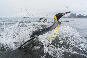 Images Dated 17th November 2015: South Georgia Island, Salisbury Plains. King penguins emerge from water onto beach