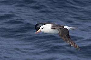 Images Dated 17th March 2010: South Georgia Island, Smaaland Cove