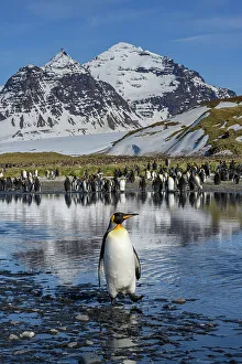 Colony Prints: South Georgia Island. Solo king penguin crosses creek on Salisbury Plain