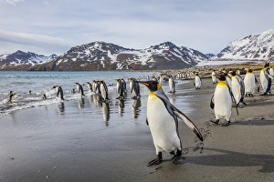 South Georgia Island, St. Andrews Bay