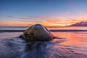 Images Dated 12th November 2015: South Georgia Island, St. Andrews Bay. Elephant seal in beach surf at sunrise