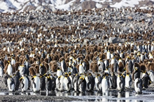 Flightless Prints: South Georgia Island, St. Andrews Bay