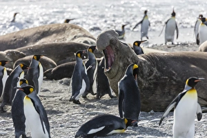 South Georgia Island, St. Andrews Bay. King penguins walk among elephant seals on beach