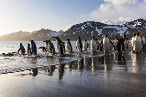 Images Dated 14th November 2015: South Georgia Island, St. Andrews Bay