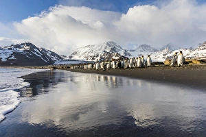 Images Dated 14th November 2015: South Georgia Island, St. Andrews Bay. King penguins walk on shore at sunrise