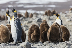 Images Dated 13th November 2015: South Georgia Island, St. Andrews Bay