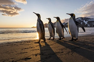 Images Dated 14th November 2015: South Georgia Island, St. Andrews Bay. King penguins walk on beach at sunrise