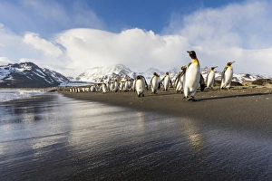 South Georgia Island, St. Andrews Bay. King penguins walk on beach at sunrise