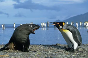 United Kingdom Prints: South Georgia Island, St. Andrews Bay, King Penguins (Aptenodytes patagonicus)
