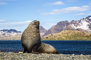 Fur Seal Prints: South Georgia Island, Stromness Bay, Fur Seal