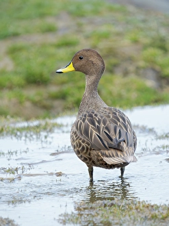 South Georgia Prints: South Georgia pintail, an endemic duck species restricted to South Georgia