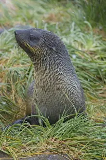 Images Dated 9th February 2014: South Georgia. Prion Island. Antarctic fur seal (Arctocephalus gazella) in the tussock