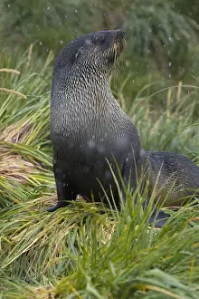 Snowing Prints: South Georgia. Prion Island. Antarctic fur seal (Arctocephalus gazella) in the tussock