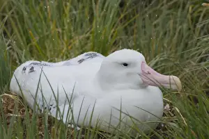 Images Dated 9th February 2014: South Georgia. Prion Island. Wandering albatross (Diomedea exulans) on its nest in