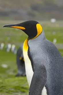 Images Dated 11th February 2014: South Georgia. Saint Andrews. King penguin (Aptenodytes patagonicus)