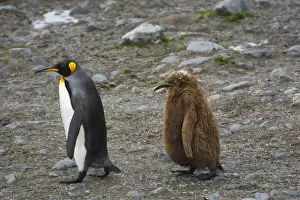 Images Dated 11th February 2014: South Georgia. Saint Andrews. King penguin (Aptenodytes patagonicus) their chick