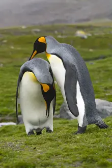 Penguins Prints: South Georgia. Saint Andrews. King penguin (Aptenodytes patagonicus) mated pair