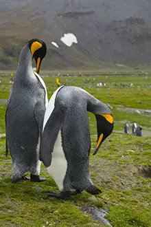 Images Dated 11th February 2014: South Georgia. Saint Andrews. King penguin (Aptenodytes patagonicus) mated pair