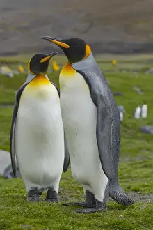 Images Dated 11th February 2014: South Georgia. Saint Andrews. King penguin (Aptenodytes patagonicus) mated pair