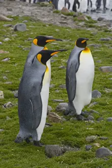 Grytviken Prints: South Georgia. Saint Andrews. King penguins (Aptenodytes patagonicus)