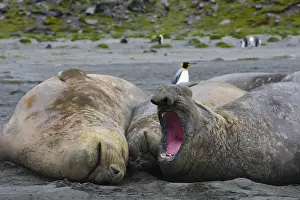 Images Dated 11th February 2014: South Georgia. Saint Andrews. Southern elephant seals (Mirounga leonina)
