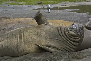Funny Prints: South Georgia. Saint Andrews. Southern elephant seals (Mirounga leonina)