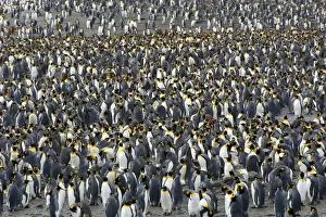 South Georgia. Saint Andrews. View of the huge king penguin (Aptenodytes patagonicus)
