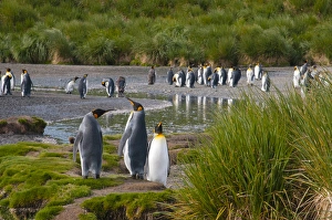 Images Dated 9th February 2014: South Georgia. Salisbury Plain. King penguins (Aptenodytes patagonicus) colony