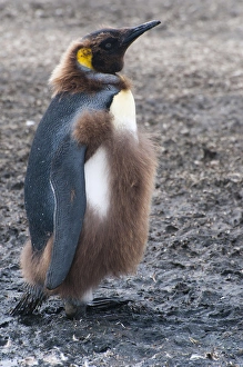 Images Dated 9th February 2014: South Georgia. Salisbury Plain. King penguin (Aptenodytes patagonicus) chick molting