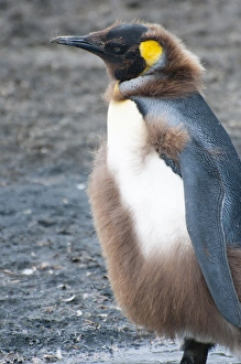 Penguins Prints: South Georgia. Salisbury Plain. King penguin (Aptenodytes patagonicus) chick molting