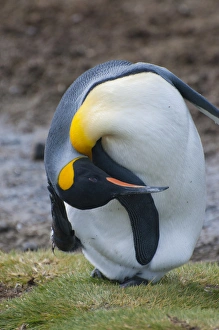 Images Dated 9th February 2014: South Georgia. Salisbury Plain. King penguin (Aptenodytes patagonicus) scratching