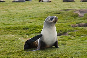 Images Dated 9th February 2014: South Georgia. Salisbury Plain. Antarctic fur seal (Arctocephalus gazella)
