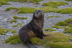 Images Dated 9th February 2014: South Georgia. Salisbury Plain. Antarctic fur seal (Arctocephalus gazella) pup
