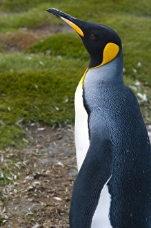 Images Dated 9th February 2014: South Georgia. Salisbury Plain. King penguins (Aptenodytes patagonicus)