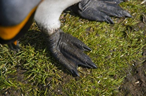 Images Dated 9th February 2014: South Georgia. Salisbury Plain. King penguins (Aptenodytes patagonicus) feet