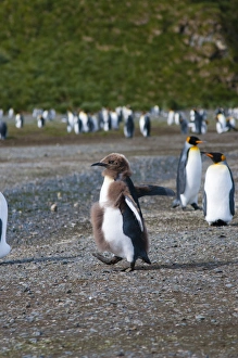 Images Dated 9th February 2014: South Georgia. Salisbury Plain. King penguin (Aptenodytes patagonicus) chick molting