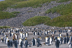 Images Dated 9th February 2014: South Georgia. Salisbury Plain. King penguins (Aptenodytes patagonicus) colony