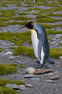 Images Dated 9th February 2014: South Georgia. Salisbury Plain. King penguins (Aptenodytes patagonicus)