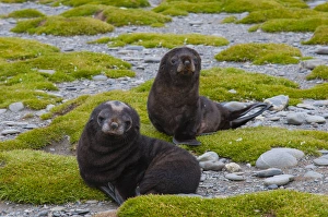Images Dated 9th February 2014: South Georgia. Salisbury Plain. Antarctic fur seal (Arctocephalus gazella) pups