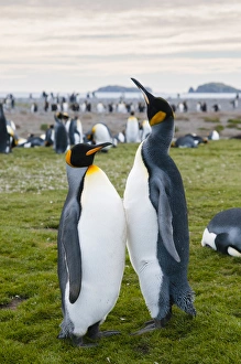 Images Dated 9th February 2014: South Georgia. Salisbury Plain. King penguins (Aptenodytes patagonicus)
