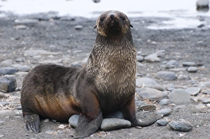 Images Dated 9th February 2014: South Georgia. Salisbury Plain. Antarctic fur seal (Arctocephalus gazella) pup