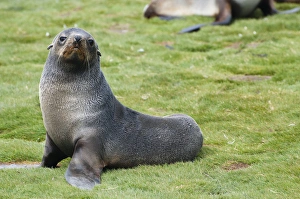 Images Dated 9th February 2014: South Georgia. Salisbury Plain. Antarctic fur seal (Arctocephalus gazella) pup