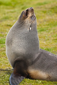 Images Dated 9th February 2014: South Georgia. Salisbury Plain. Antarctic fur seal (Arctocephalus gazella)