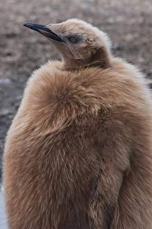 Images Dated 9th February 2014: South Georgia. Salisbury Plain. King penguins (Aptenodytes patagonicus) chick with