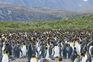 Images Dated 9th February 2014: South Georgia. Salisbury Plain. King penguins (Aptenodytes patagonicus) colony