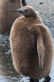 Images Dated 9th February 2014: South Georgia. Salisbury Plain. King penguins (Aptenodytes patagonicus) chick with
