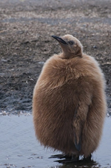 Images Dated 9th February 2014: South Georgia. Salisbury Plain. King penguins (Aptenodytes patagonicus) chick with
