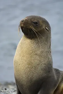 Images Dated 10th February 2014: South Georgia. Stromness. Antarctic fur seal (Arctocephalus gazella)